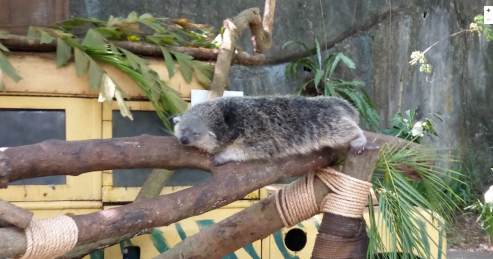 Bali Safari and Marine Park