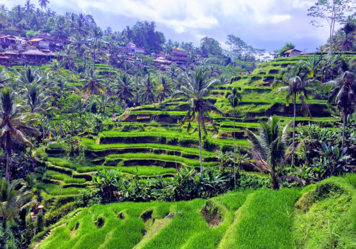 Tegalalang rice terrace